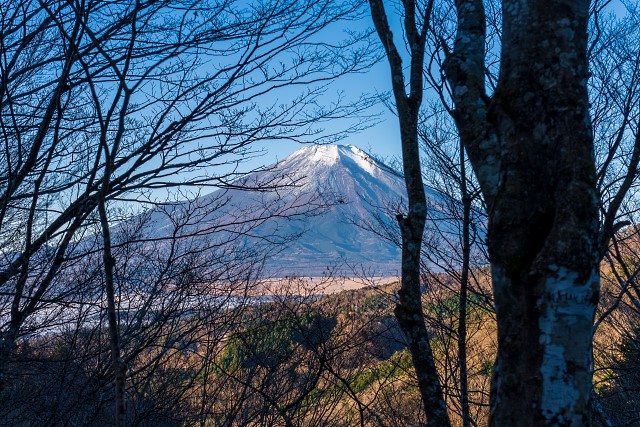 樹林越しに富士山