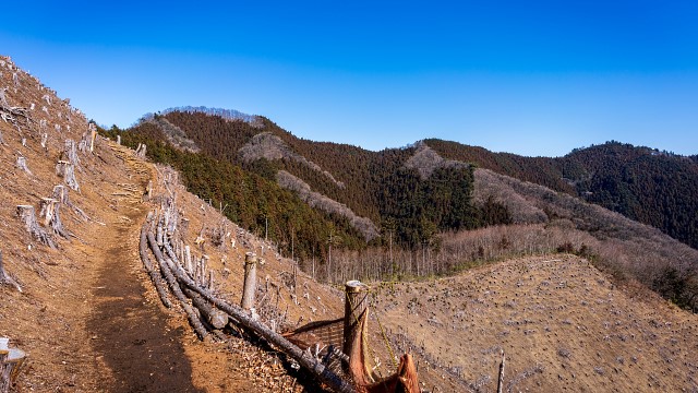 惣岳山北側の伐採帯より高水山と岩茸石山を眺める