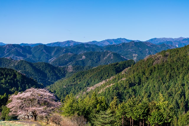 八徳の一本桜と奥武蔵・奥多摩の山々