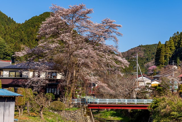 長沢川と桜