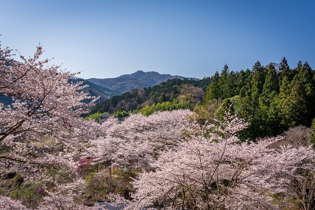 粥仁田峠へ向かう集落の桜満開