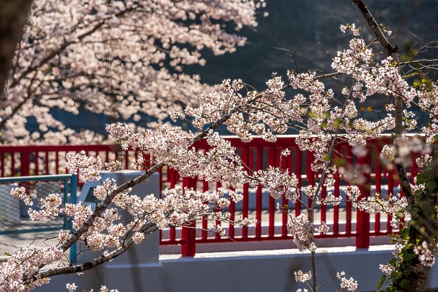 名栗・河又・・・有間橋の桜は満開