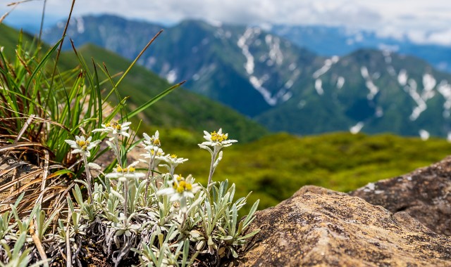 岩場に咲くホソバヒナウスユキソウ＠朝日岳山頂