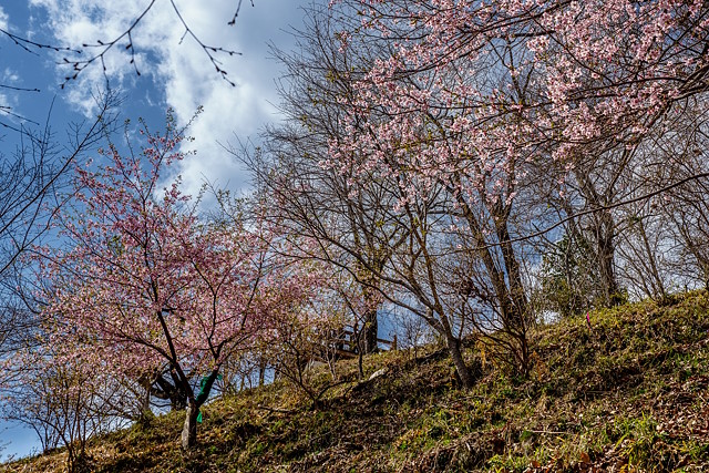 山頂直下は河津桜が満開