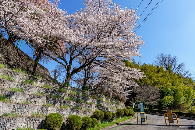奥武蔵中学校の桜は散り始めている