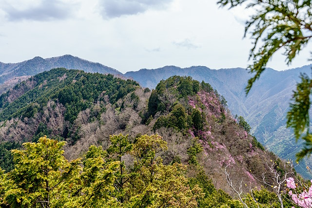 アカヤシオ咲き誇る岩稜帯＠シラカケ岩