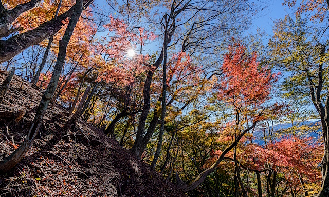伊豆ヶ岳直下南斜面の紅葉