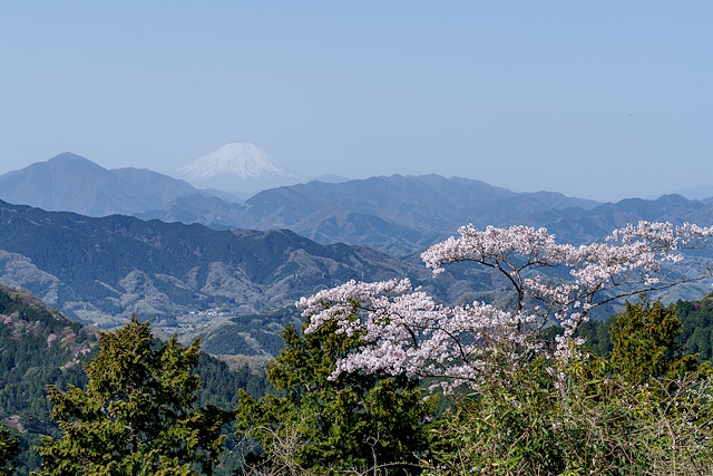 桜と富士山＠高尾山