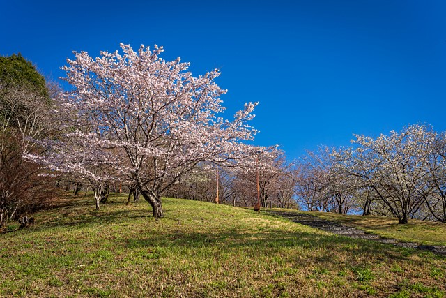 丘の上公園の桜