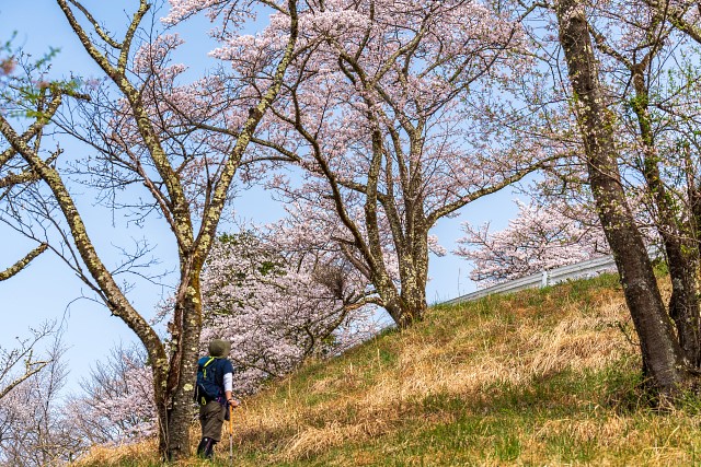 蓑山山頂直下より見上げる桜