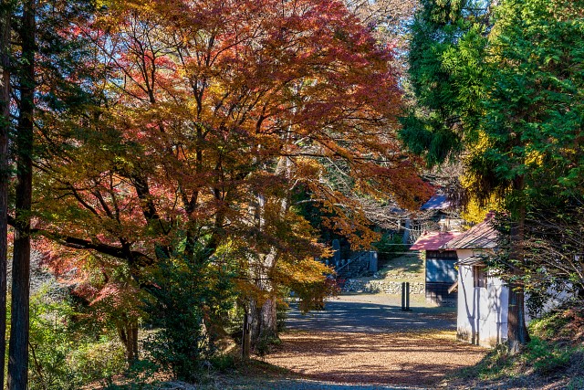 綺麗に残っていたカエデの高木＠諏訪神社