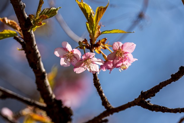 綺麗に咲き始めた河津桜