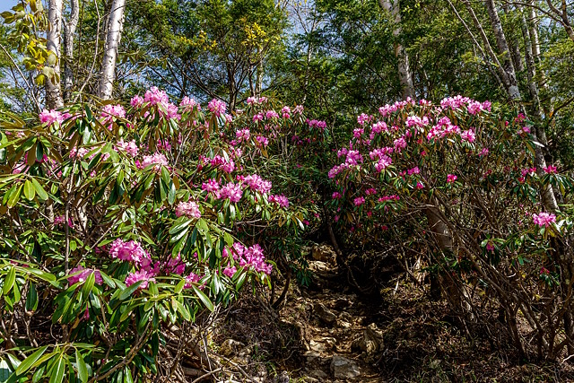 アズマシャクナゲ咲き誇る登山道